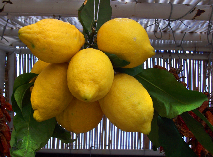 Кампания город Сорренто лимоны